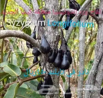 شتلات ليتجي تصنيف ampawaقزم الترقيد الهوآئي 32