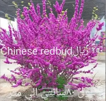 شتلات ليتجي تصنيف ampawaقزم الترقيد الهوآئي 42