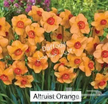 شتلات ليتجي تصنيف ampawaقزم الترقيد الهوآئي 19