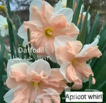 شتلات ليتجي تصنيف ampawaقزم الترقيد الهوآئي 15