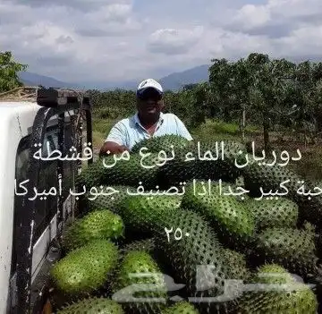 شتلات ليتجي تصنيف ampawaقزم الترقيد الهوآئي 26