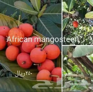 شتلات ليتجي تصنيف ampawaقزم الترقيد الهوآئي 27