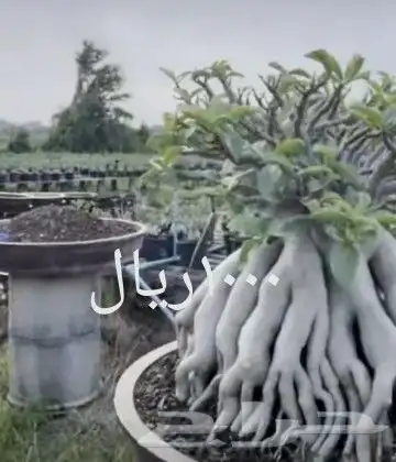 شتلات ليتجي تصنيف ampawaقزم الترقيد الهوآئي 34