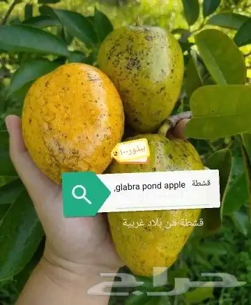 شتلات ليتجي تصنيف ampawaقزم الترقيد الهوآئي 39