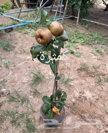 شتلات ليتجي تصنيف ampawaقزم الترقيد الهوآئي 37