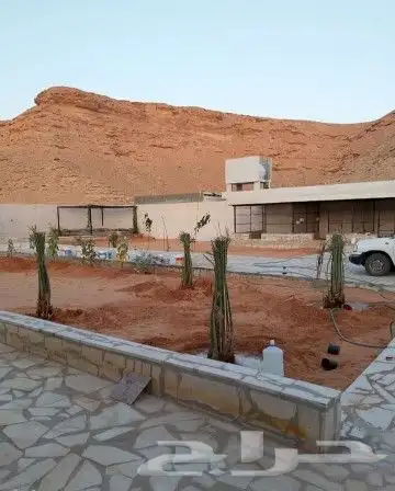 نخيل مثمر وزينه بجميع أنواعه ومقاساته المختلفه وجميع الأشجار 4