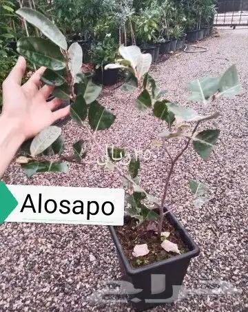 شتلات ليتجي تصنيف ampawaقزم الترقيد الهوآئي 5