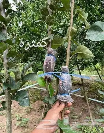 شتلات ليتجي تصنيف ampawaقزم الترقيد الهوآئي 38