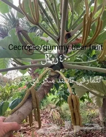 شتلات ليتجي تصنيف ampawaقزم الترقيد الهوآئي 45