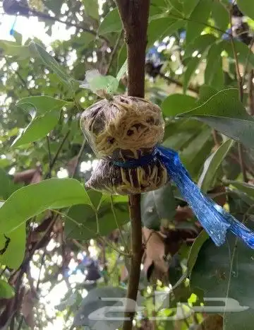 شتلات ليتجي تصنيف ampawaقزم الترقيد الهوآئي 2