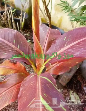 شتلات ليتجي تصنيف ampawaقزم الترقيد الهوآئي 21