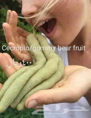 شتلات ليتجي تصنيف ampawaقزم الترقيد الهوآئي 46