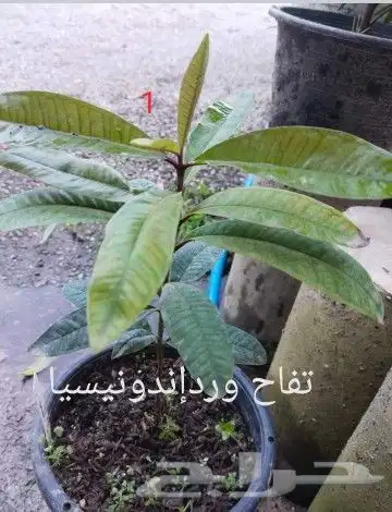 شتلات ليتجي تصنيف ampawaقزم الترقيد الهوآئي 35