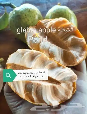 شتلات ليتجي تصنيف ampawaقزم الترقيد الهوآئي 44