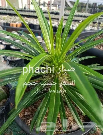 شتلات ليتجي تصنيف ampawaقزم الترقيد الهوآئي 10