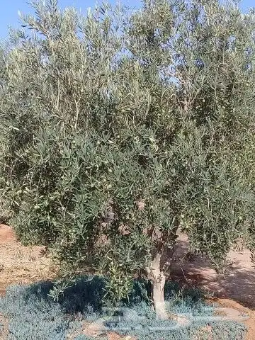 توريد جميع لاشجار 2