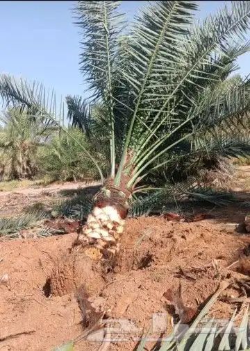 نخيل مثمر وزينه بجميع أنواعه ومقاساته المختلفه وجميع الأشجار 8