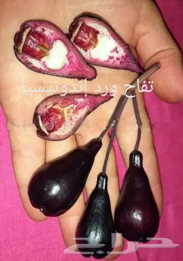 شتلات ليتجي تصنيف ampawaقزم الترقيد الهوآئي 31