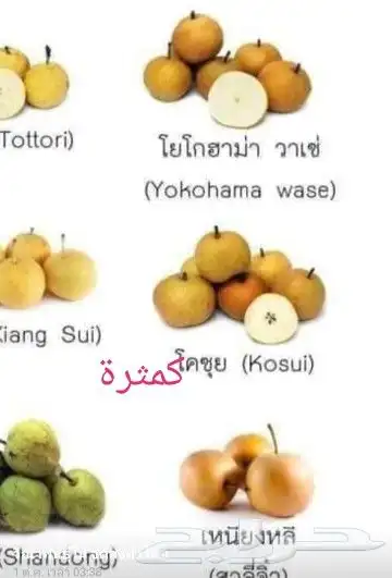 شتلات ليتجي تصنيف ampawaقزم الترقيد الهوآئي 40