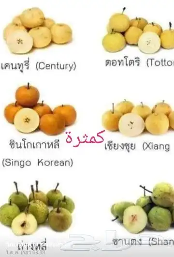 شتلات ليتجي تصنيف ampawaقزم الترقيد الهوآئي 36