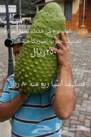 شتلات ليتجي تصنيف ampawaقزم الترقيد الهوآئي 29