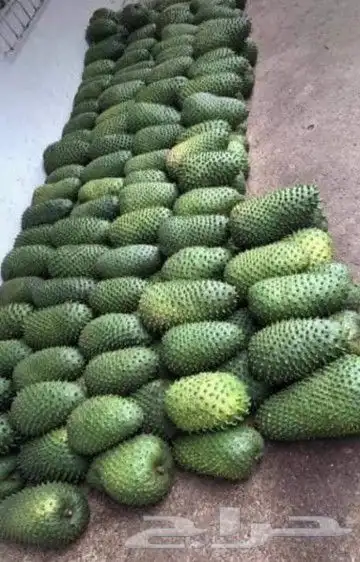 شتلات ليتجي تصنيف ampawaقزم الترقيد الهوآئي 25