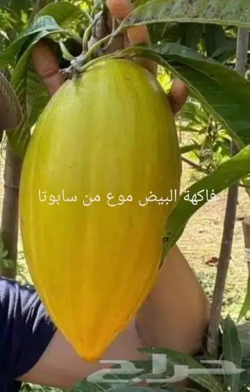 شتلات ليتجي تصنيف ampawaقزم الترقيد الهوآئي 4