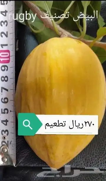 شتلات ليتجي تصنيف ampawaقزم الترقيد الهوآئي 48