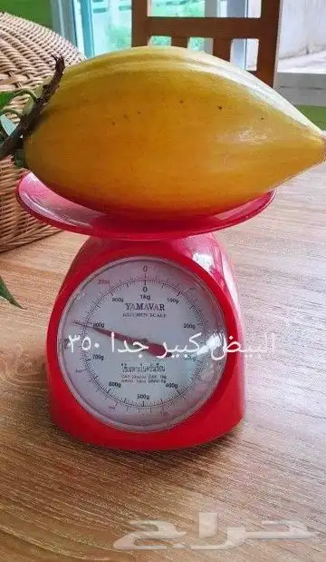 شتلات ليتجي تصنيف ampawaقزم الترقيد الهوآئي 9