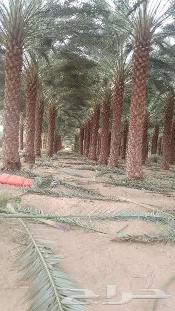 نقوم بتنضيف وتشويك وتكريب جميع المزارع وتوريد انخيل عربي 0