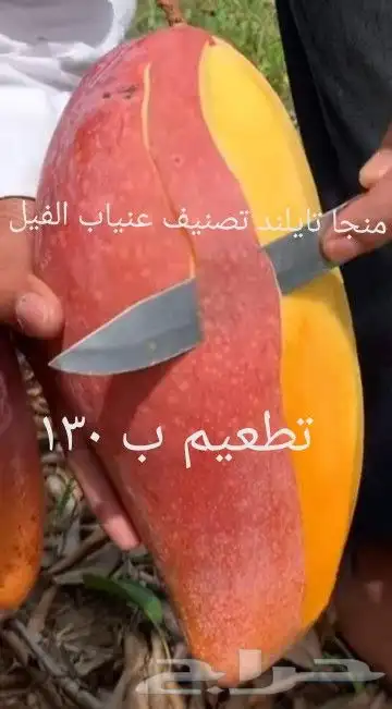 شتلات ليتجي تصنيف ampawaقزم الترقيد الهوآئي 28