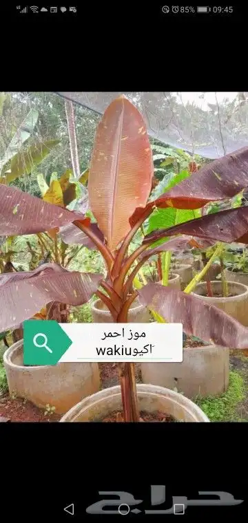 شتلات ليتجي تصنيف ampawaقزم الترقيد الهوآئي 20