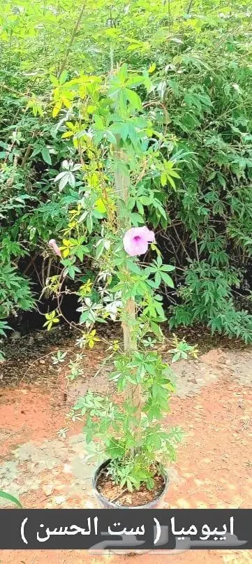 نباتات الزينة 6