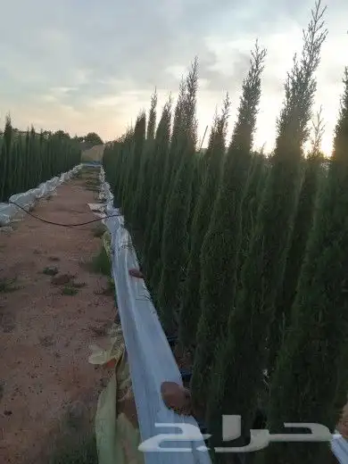 اشجار الزيتون بجميع الاحجام واشجار السرو 6