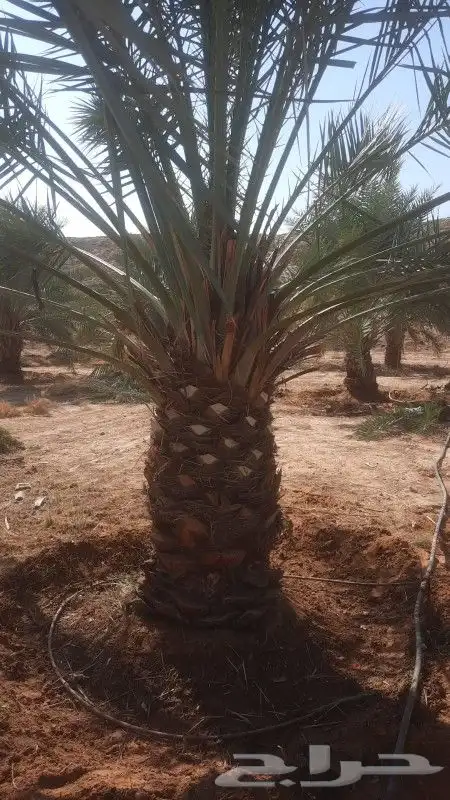 اعمال التراث من الطين والحجروالاسقف المستعاره وزراعة النخيل 2