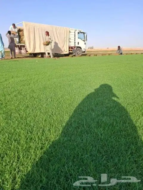 ثيل طبيعي وزراعه جميع الاشجار والنخيل 6