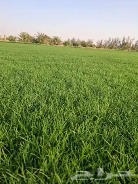 ثيل طبيعي وزراعه جميع الاشجار والنخيل 9