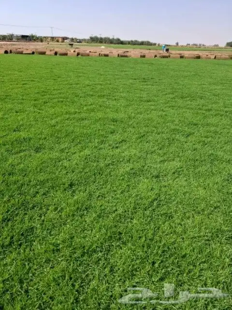 ثيل طبيعي وزراعه جميع الاشجار والنخيل 8