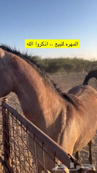 (تم البيع)  مهره شيخه منوة القناي 0