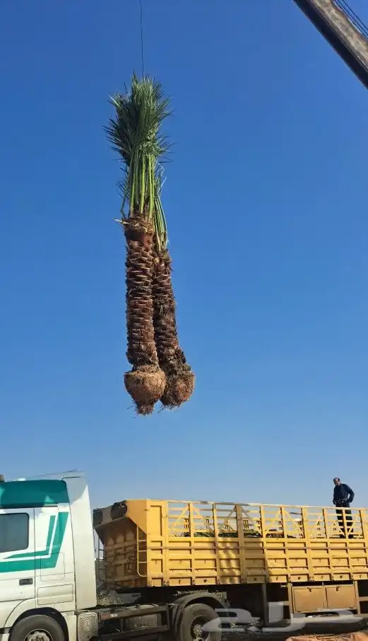 نخل للبيع جده مكه المكرمه الطايف 3