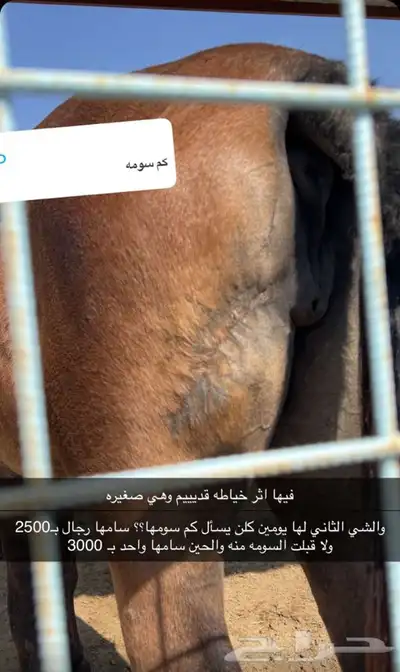 (تم البيع)  مهره شيخه منوة القناي 2