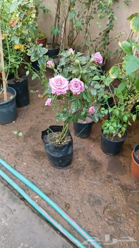 مشتل تنسيق حدائق وديكورات 7