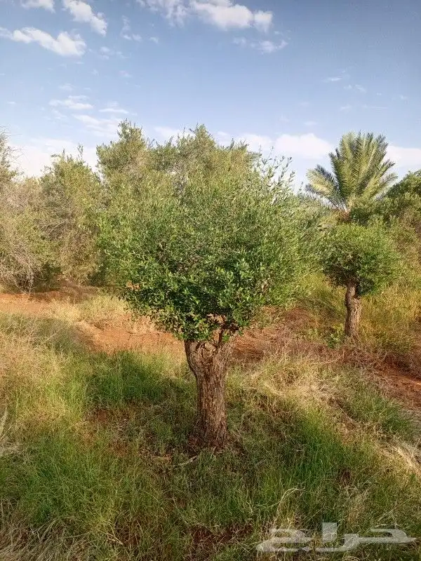 اشجار الزيتون بجميع الاحجام واشجار السرو 8