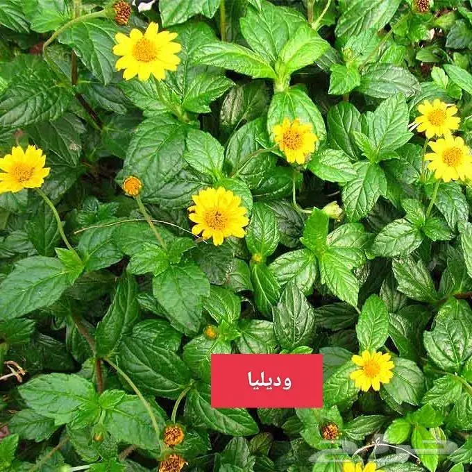 نباتات الزينة 3