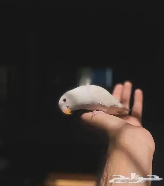 فندقه طيور 0