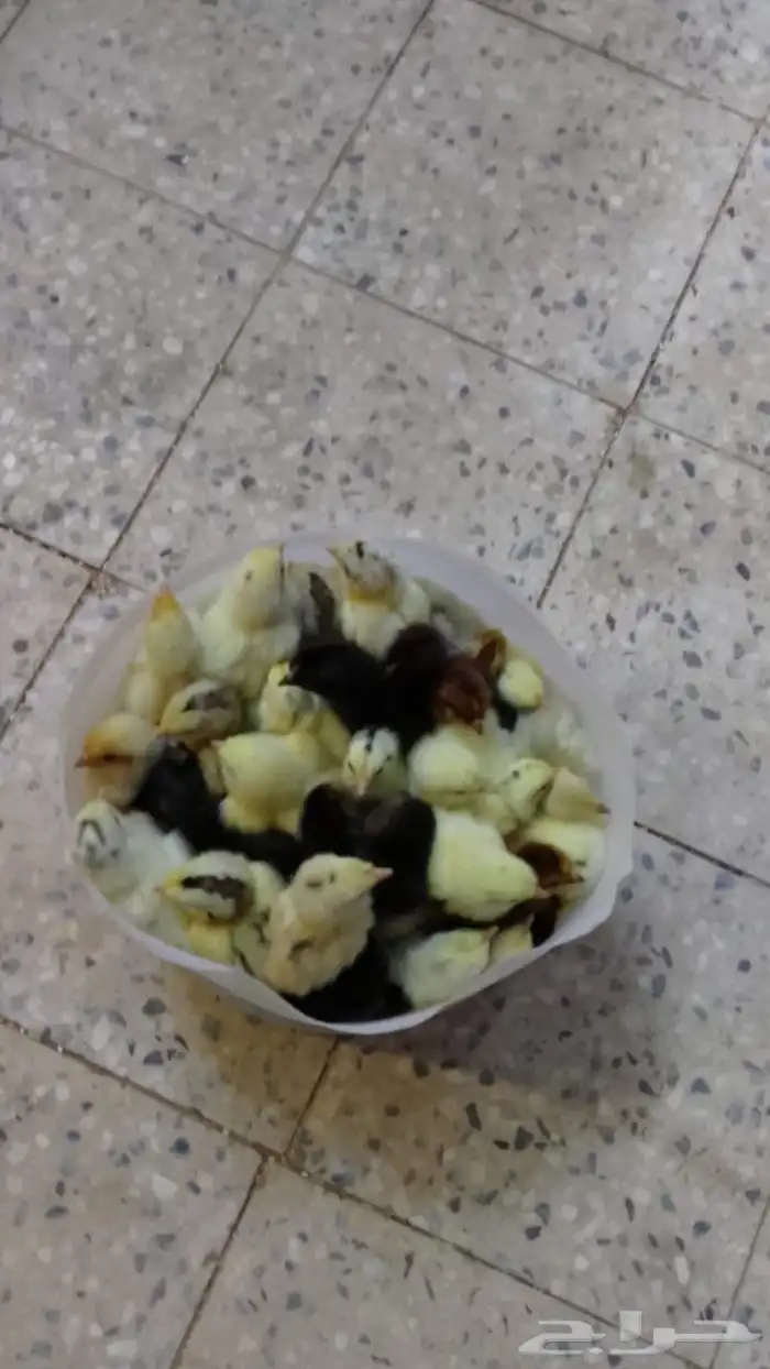 صوص دجاج فروخ دجاج كتاكيت دجاج 2