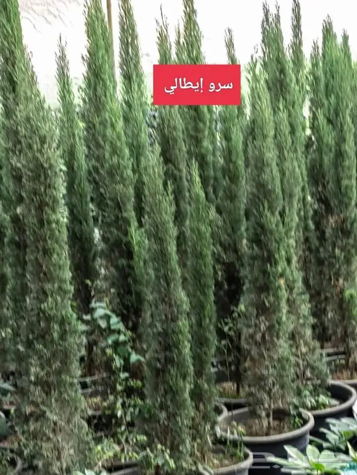 نباتات الزينة 1