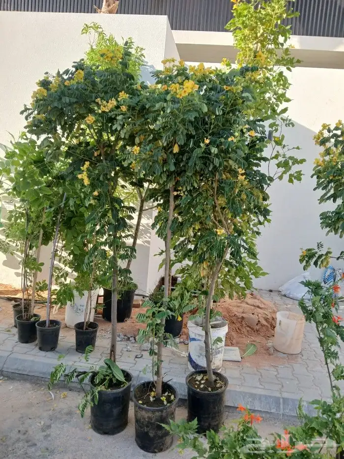 مشتل تنسيق حدائق وديكورات 0