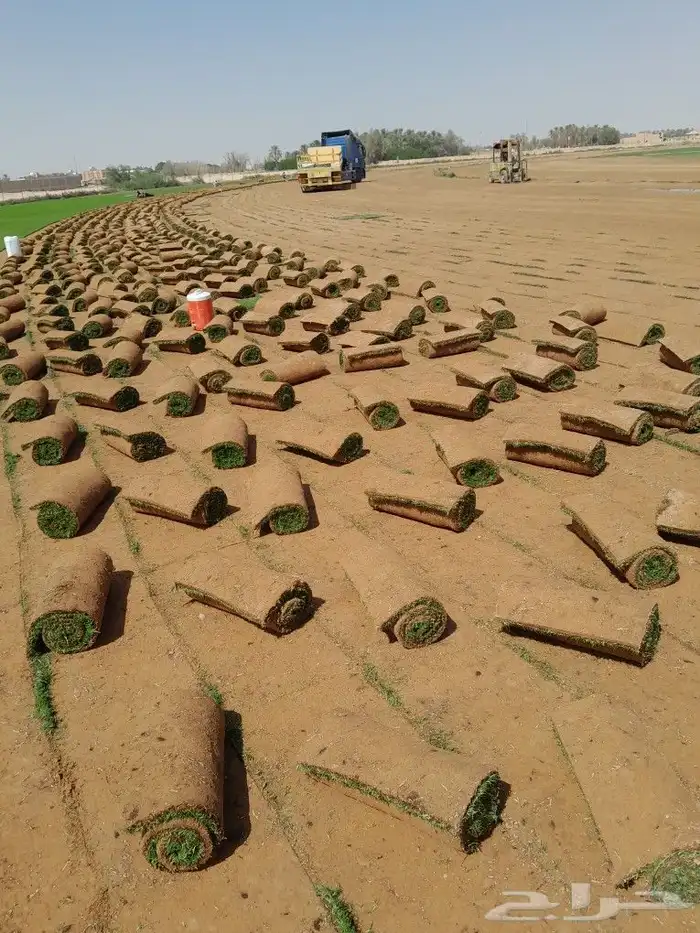 ثيل سي الفين علي الشرط 0