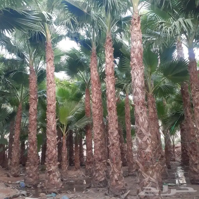 للبيع نخل عربي ونخل وشنطني 3